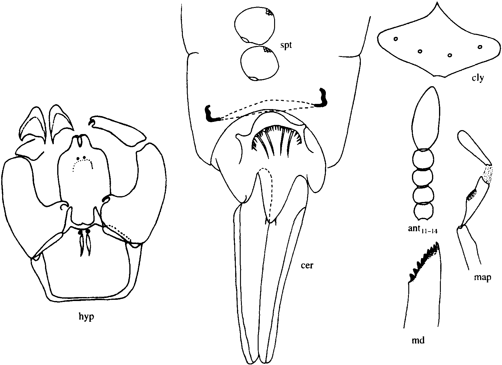 12.格爾木細蠓